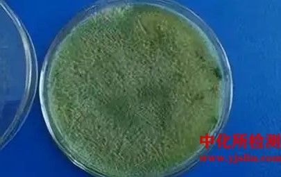 菌種、抗生素敏感性檢測(cè)